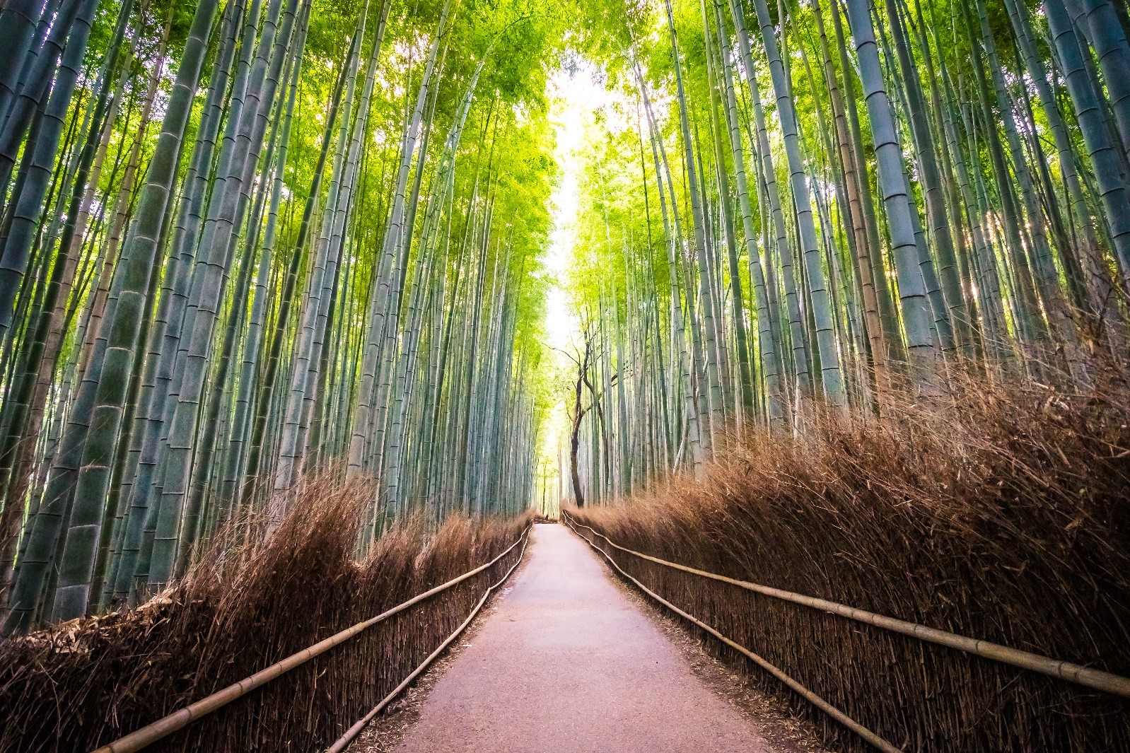 Kyoto